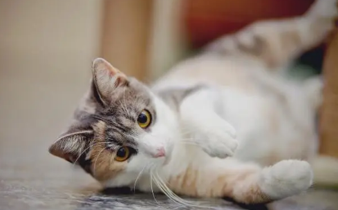 把猫咪关门外会叫多久，我来告诉你可别亲自试了