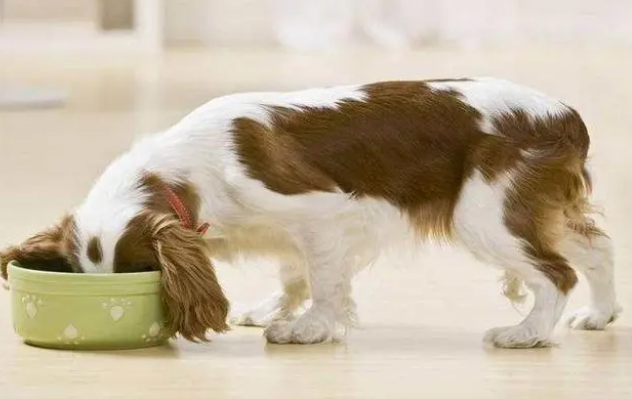 狗狗更换狗粮需要过渡期吗？来了解一下