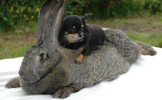 巨型花明兔饲养方法，铲屎官可以瞧瞧