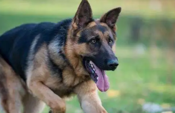 作为宠主必须要了解的黑贝狗和德牧区别! 作为宠主必须要了解的黑贝狗和德牧区别!