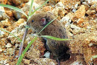 想了解贡德氏田鼠好养吗？速来收藏这篇文章～