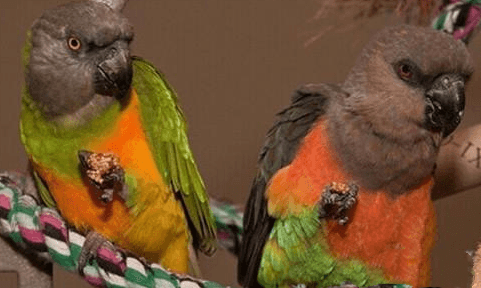 红腹鹦鹉的挑选指南来了，还不快快收藏起来！