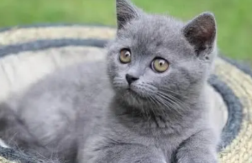 想要女蓝猫名字独特一点？看过来！