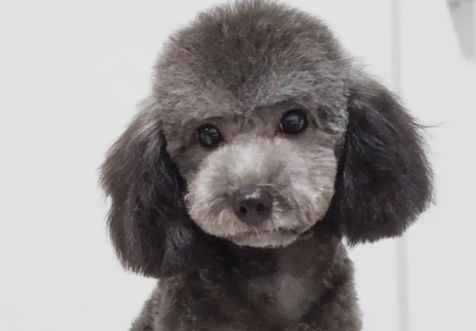 泰迪浅灰色和深灰色的区别在哪里？