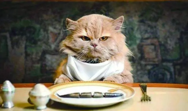 猫咪能吃太多零食吗？天天吃零食，会有这些危害