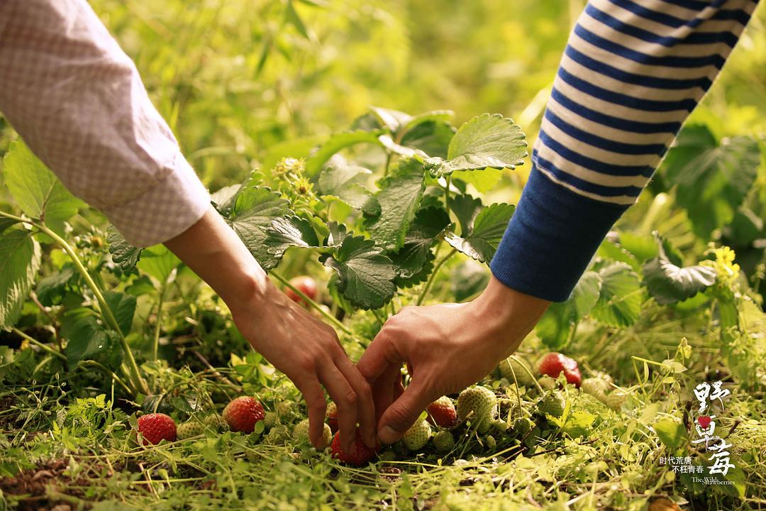 野草莓
(2010)的剧照 野草莓
(2010)的剧照