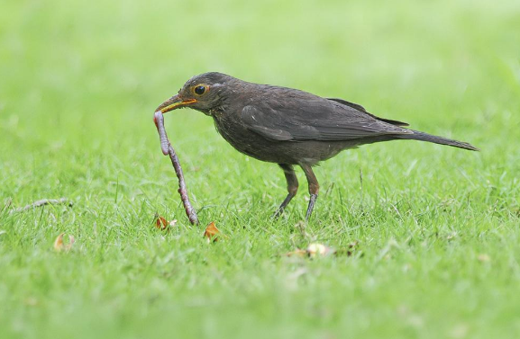 乌鸫吃什么饲料？新手宠主快来看看吧