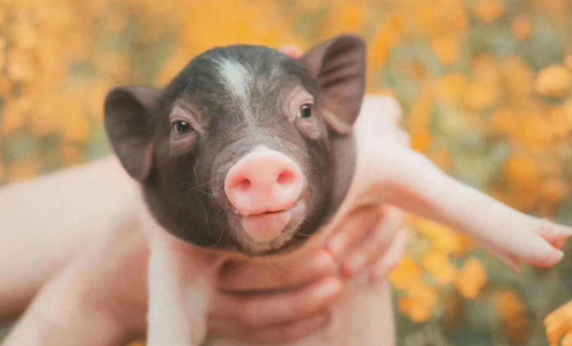 香猪和迷你猪有区别吗？详解来了