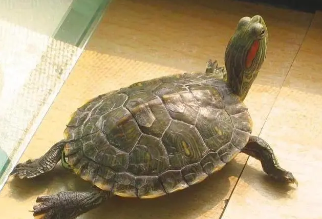 巴西龟怎么养吃什么?养的人看过来 巴西龟怎么养吃什么?养的人看过来