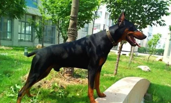 美系杜宾犬容易训练吗？一起了解一下