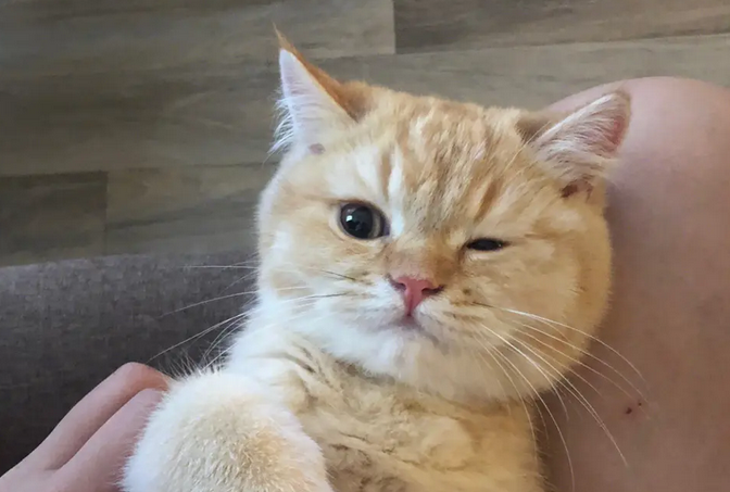 想知道英短和橘猫能生下什么猫，看这就够了！