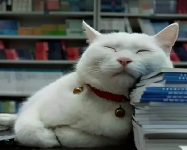 别买猫窝了，猫咪最喜欢睡觉的地点，是这7个地方