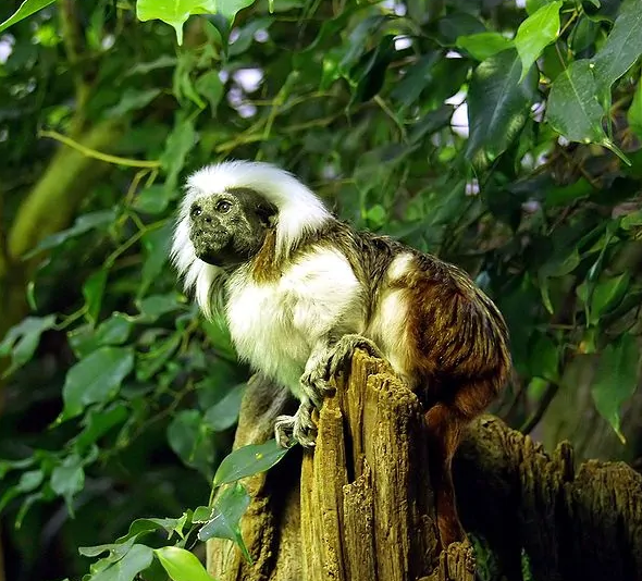 长相酷似印第安酋长，关于绒顶柽柳猴不为人知的一面