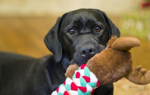 狗狗假孕的原因及症状有哪些？来get下吧