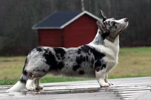 可可爱爱的柯基分别有几种颜色？一看还不少~