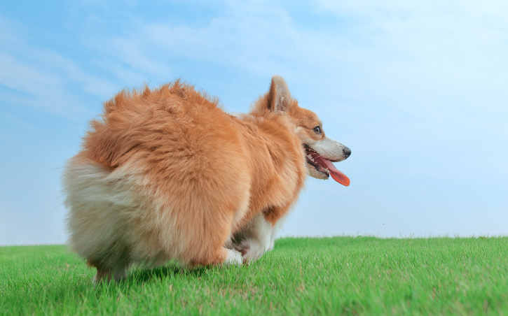 柯基算什么型的犬种？看完这篇文章，你们就知道了