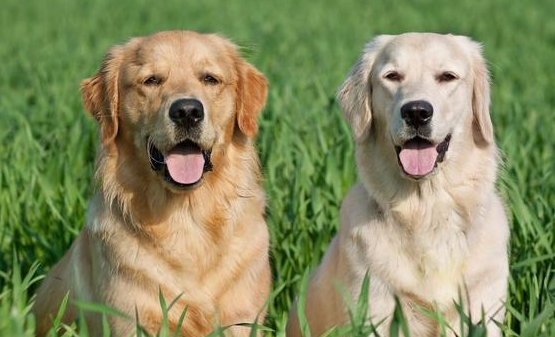 拉布拉多犬和金毛的区别有些什么？看完，你就知道了
