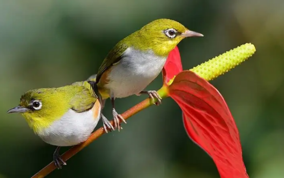 绣眼鸟怎么洗澡？新手宠主可借鉴！