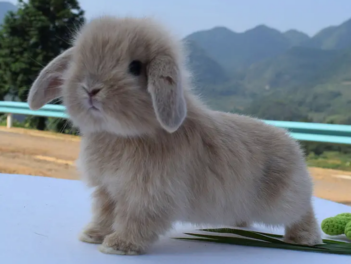 漂亮大比拼！垂耳兔VS侏儒兔