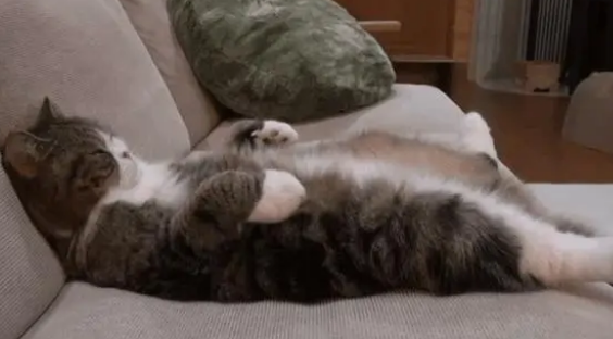 养猫不需要买猫窝，因为猫咪最爱睡觉的地方不是猫窝