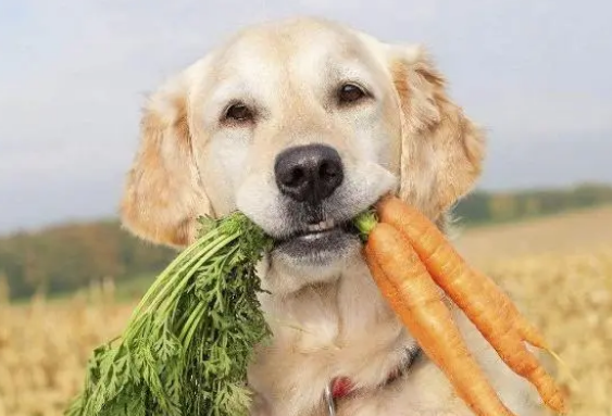 狗粮会对狗狗带来危害,很多人都被蒙在鼓中 狗粮会对狗狗带来危害,很多人都被蒙在鼓中