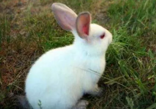 佛州白兔特征是什么？你了解吗？