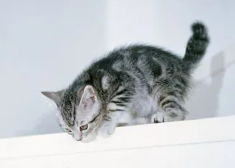 铲屎官带你了解：小猫长到多大最丑？