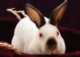 今日科普：喜马拉雅兔怎么养？