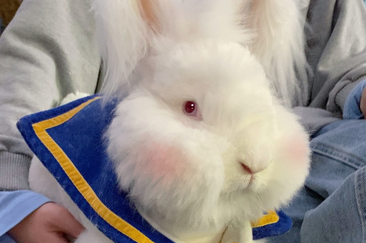 带你解析巨型安哥拉兔到底是个什么品种？