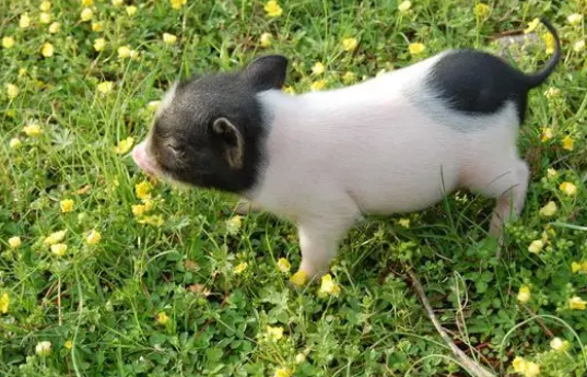 小香猪感冒了怎么办，应该吃什么药