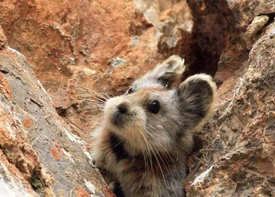 伊犁鼠兔寿命多长？速来康康吧~