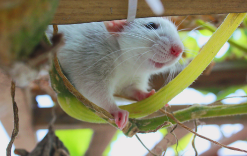 怎样跟花枝鼠培养感情？来看看这些诀窍吧！