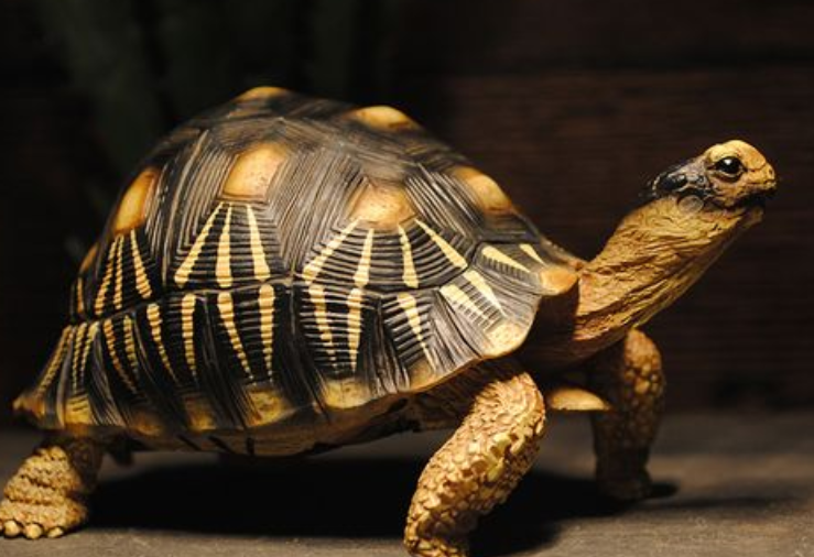 陆龟爆纹什么意思？快来看看