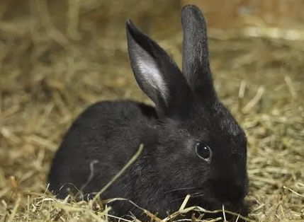 中华黑兔多少钱一只？来这了解下吧！