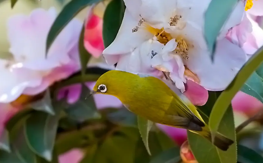 挑选荷花绣眼鸟，这些技巧一定要掌握！