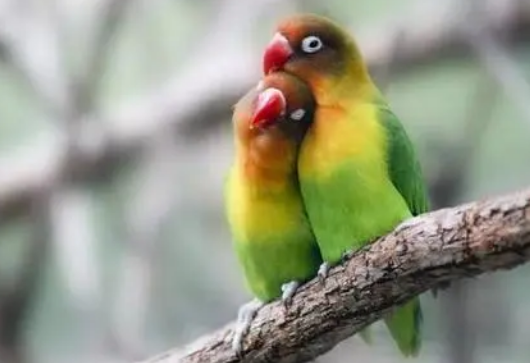 养相思鸟好还是玉鸟好？区别是这些，对比看看