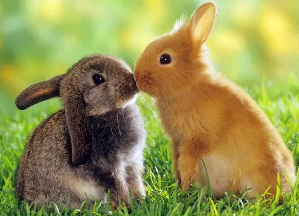 兔子尖叫先别紧张，做好这几点，还你一个身体倍棒的兔宝宝