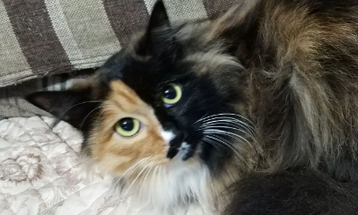 玳瑁猫是不是就是土猫？不懂的看过来！