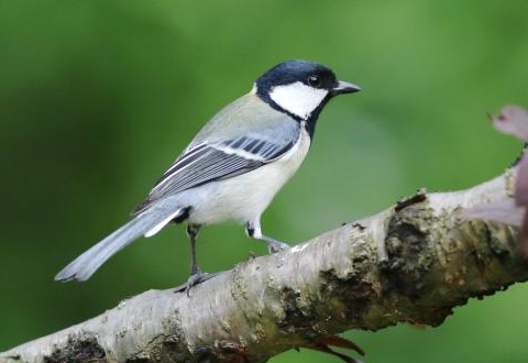 贝子鸟绣眼鸟哪个好？来这瞧瞧吧