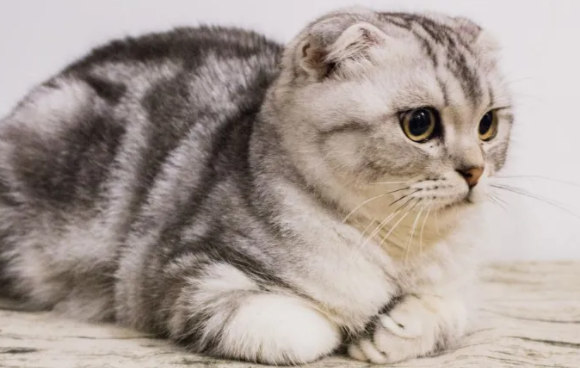 猫咪折耳和假立耳怎么辨别，你一定要知道