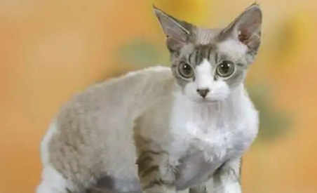 比鲁斯是什么猫？感兴趣的可以了解一下！