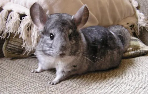 龙猫价格为什么那么贵？该如何饲养呢？