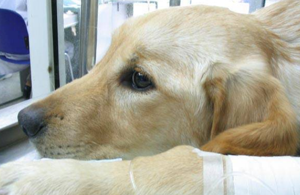 狗疱疹病毒感染的症状？