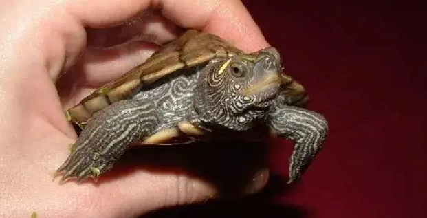 北部拟地图龟会认主吗？我来告诉你答案！