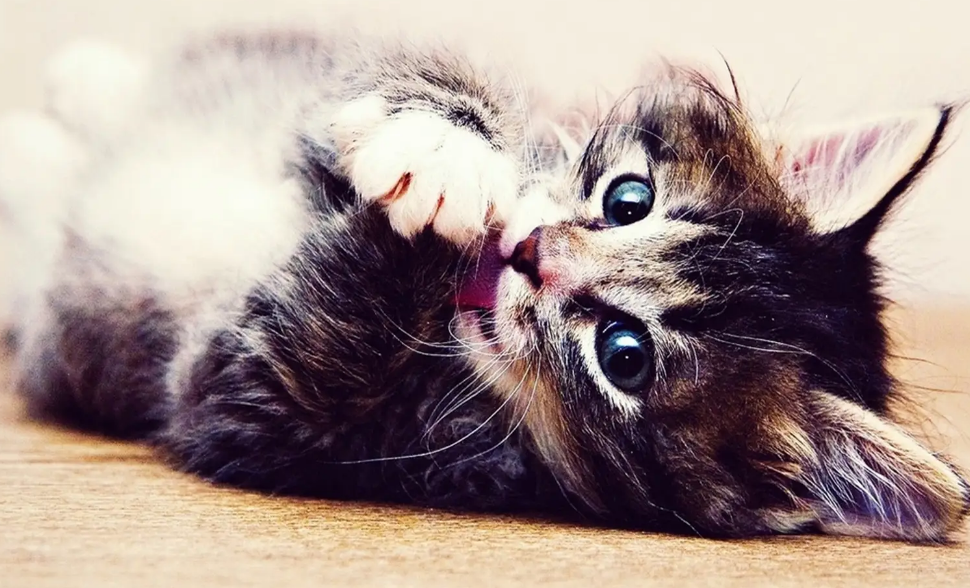 猫咪的社交行为，看这里，你就知道了