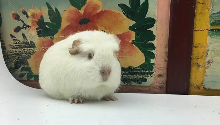 不知道白色黑眼天竺鼠喂什么比较好？来这里看看~