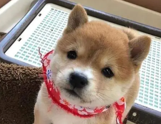 柴犬狗粮的选择、喂食方法以及如何更换狗粮