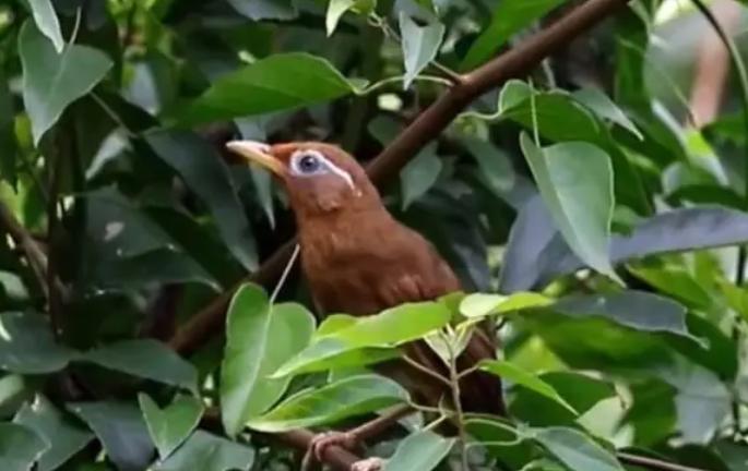 画眉鸟不叫，可能是这几点惹的祸！