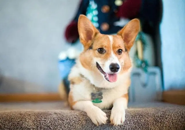 盘点狗狗的一些天性，身为铲屎官的你都了解吗？