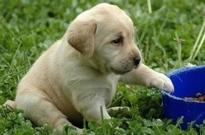 狗狗吃零食好吗？来看狗狗吃零食的注意事项